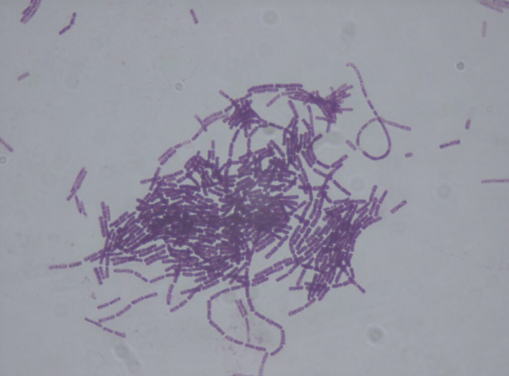 Bacillus thuringiensis, Biyolojik Mücadele